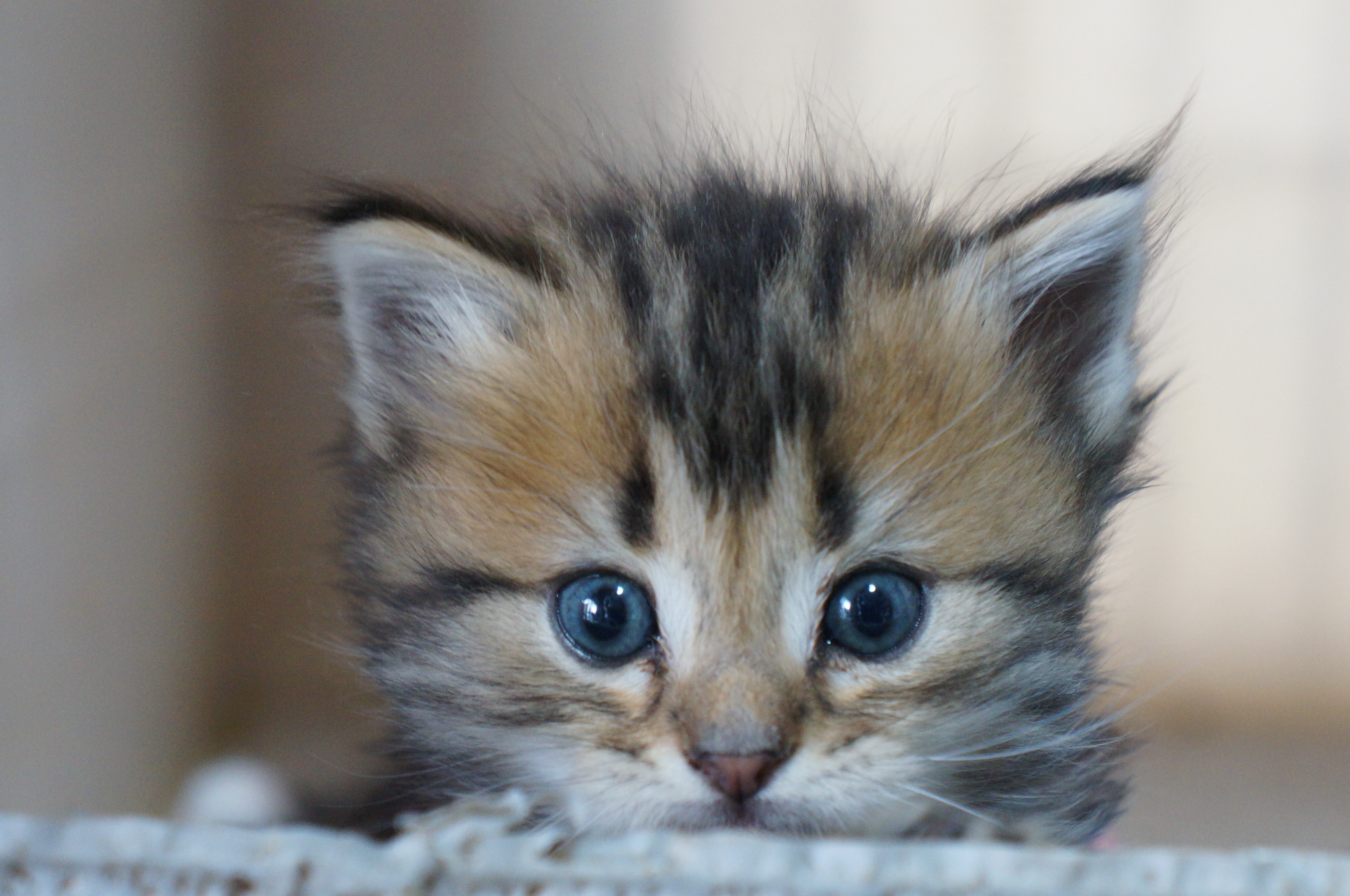 猫の暮らしを知る